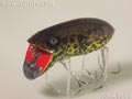 淀川のカワズ