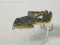 Buzzn-Frog@oYtbO