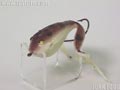 Frog 5/8oz�@�K���V�A�t���b�O�@��