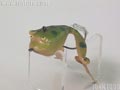 Frog 3/8oz�@�K���V�A�t���b�O�@��