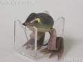 Super Frog 2nd 小 スーパーフロッグ