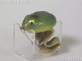 Super Frog 2nd 大 スーパーフロッグ