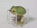 Super Frog 2nd 大 スーパーフロッグ